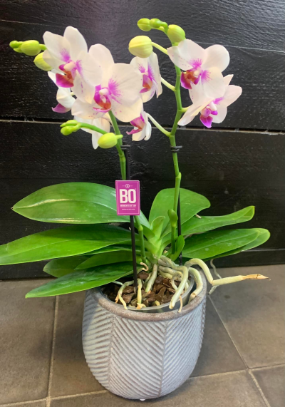 Orchid Plant - A long lasting elegant Orchid plant is a very lovely gift to give and receive. (Colour may vary)