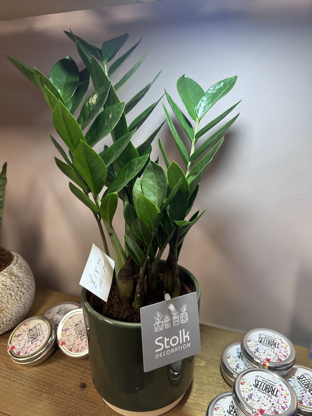 ZZ House Plant & Pot