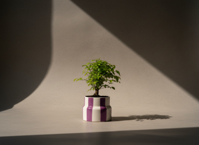 Mini Bonsai No. 18 - A charming indoor bonsai with fresh green foliage, presented in a modern ceramic pot for a clean, stylish finish.

Pot may vary.